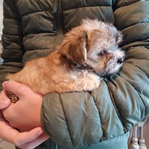 Adorable Male Yorkie