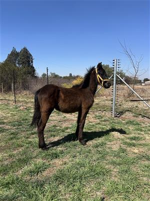 Fresian colt for sale 