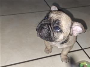 Male Frenchies for sale 