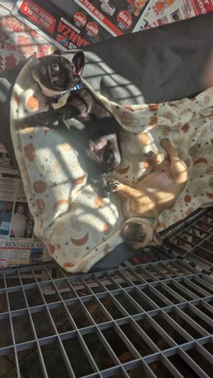 Beautiful French bulldog puppies available