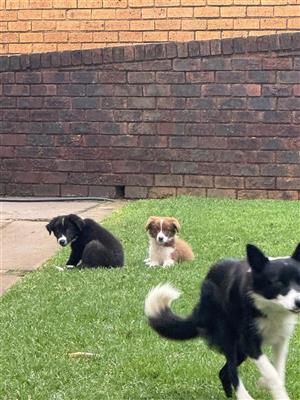Border collie puppies