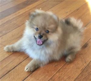 Toypom Pomeranian puppy 