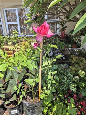 Beautiful Hybrid Rose with an Exquisite Fragrance 