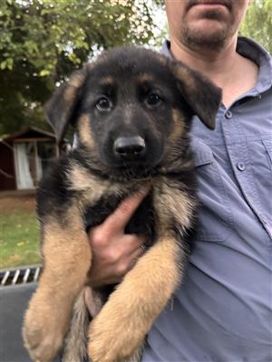 German Shepherd puppies