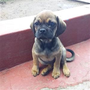 pekingese puppies for sale olx