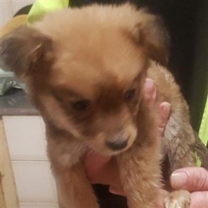Toypom X Pincher