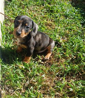 Beautiful Miniature Dachshund puppies looking for their forever homes.