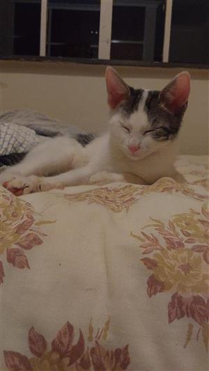 Philippe the kitten