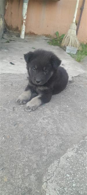 German shepherd x labardor