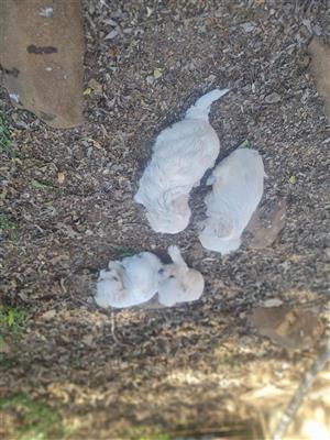 Maltese puppies