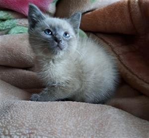 Siamese kittens