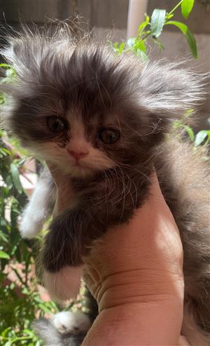 Persian Fluffy  Kittens for sale -Only 2 left 