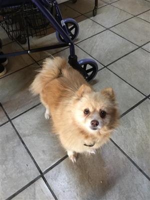 Toy Pom Puppies