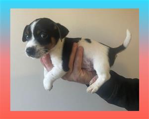 Jack russell puppies 