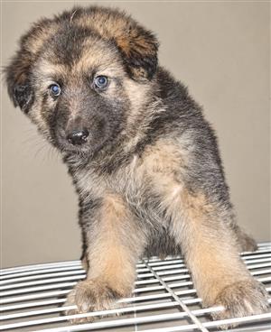 GERMAN SHEPHERD PUPPIES IN BENONI, GAUTENG