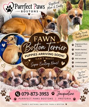 Fawn Boston Terrier 