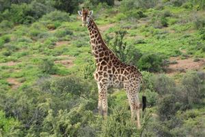 House For Sale in Oudtshoorn Rural