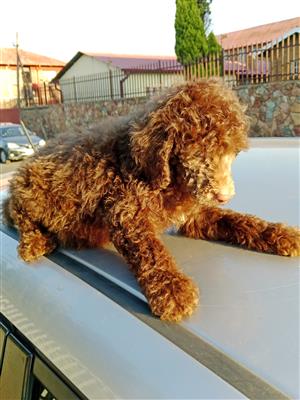 Miniature French Poodles 