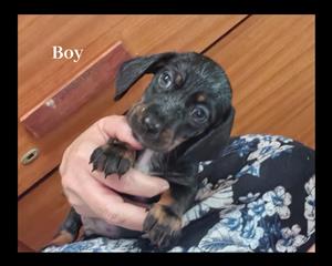 Dachshund pups