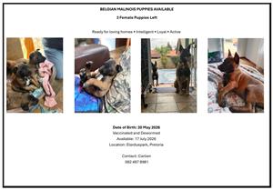 Belgian Malinois Puppies Available