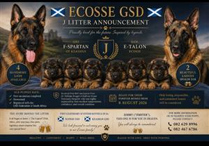 German shepherd puppies available for thier forever homes