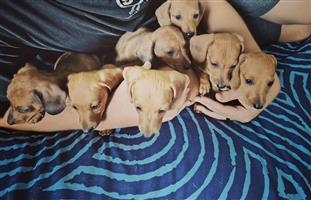 Dachshund worsies puppy