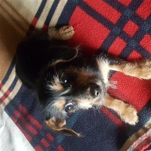 Mini Dacshund  X Yorkie puppy