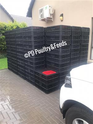 live Chicken transport crates