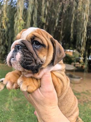Gorgeous English bulldog puppies available