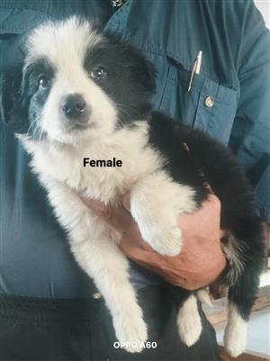 Border Collie puppies available 
