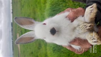 New zealand meat rabbits for cheap sale