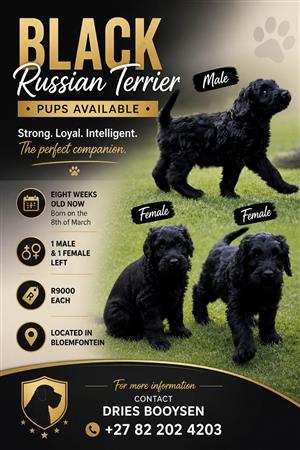Black Russian Terrier Puppies