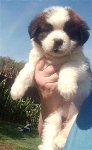 St. Bernard puppies 