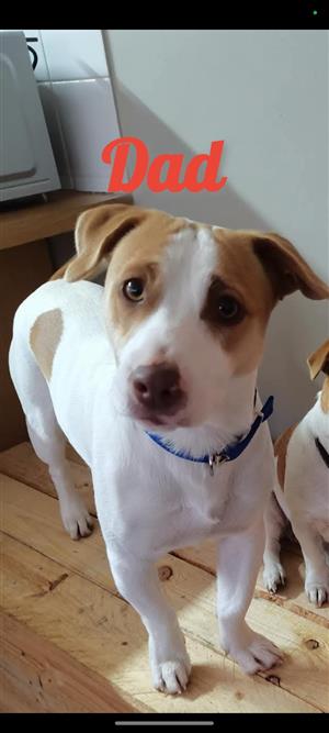 Jack Russell puppies- 6 male 1 female