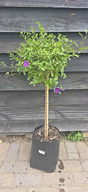 Lollipop / Standards Plants