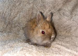 Jersey woolies rabit baby’s 