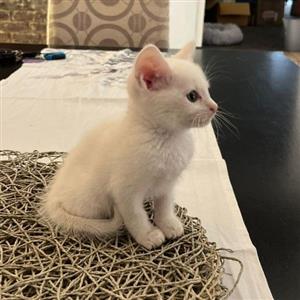 Super cute white kittens
