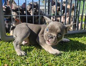 Gorgeous Exotic French bulldog puppies available