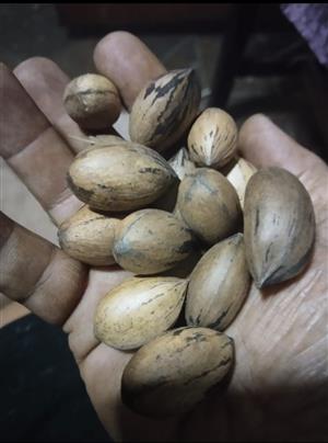 Fresh Organic Pecan Nuts