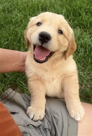 Golden Retriever pups
