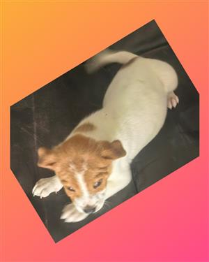 Jack Russell 