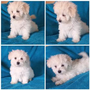Maltese puppies