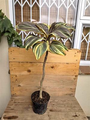 Gorgeous Miss Andrea Cordyline Fruticosa 800mm+ tall 