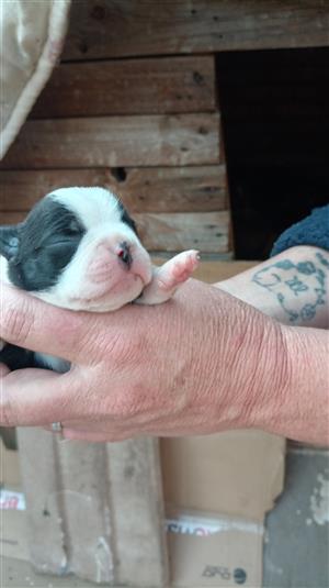 Boston terrier 