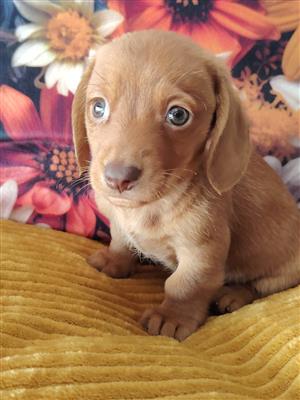 Gorgeous Dachshund boy available 