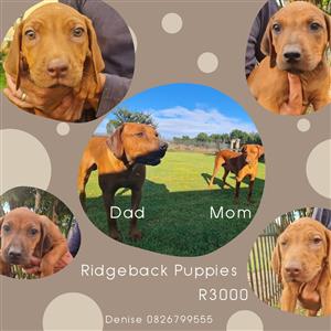Purebred Rhodisian Ridgeback puppies ready for their new homes