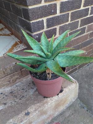 Aloe forex plants for sale. 