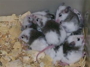 African Soft Fur rats / Mulites