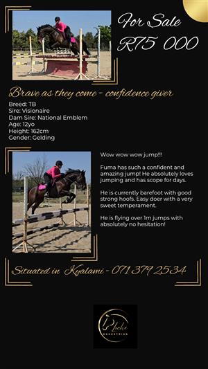 Spectacular tb gelding. Incredible jump 