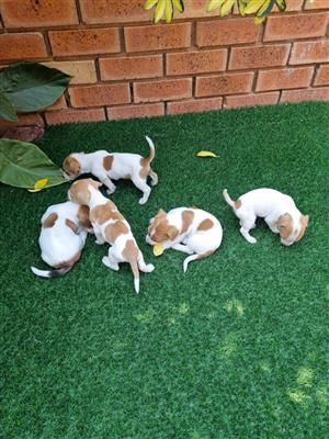 JACK RUSSELL PUPPIES